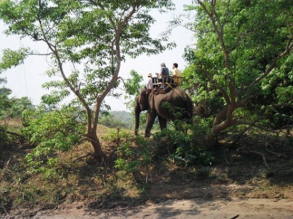 Một[-]chú[-]voi[-]nhà[-]tại[-]Bản[-]Đôn[-](huyện[-]Buôn[-]Đôn)[-]-[-]quê[-]hương[-]của[-]nghề[-]săn[-]bắt[-]và[-]thuần[-]dưỡng[-]voi[-]rừng.